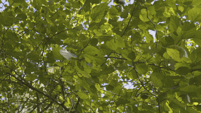 햇빛 속 나뭇가지의 초록 잎