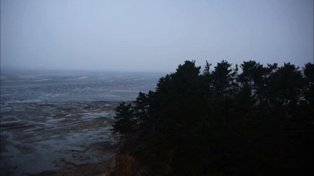 안개 낀 해안 풍경과 나무