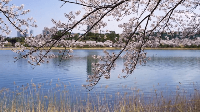 고요한 호수 옆 벚꽃