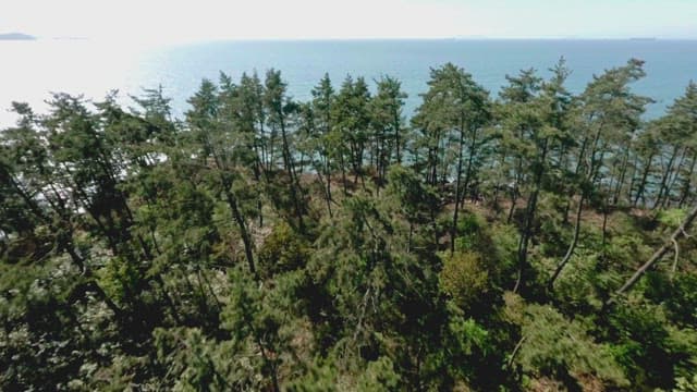 Serene beach with surrounding forest