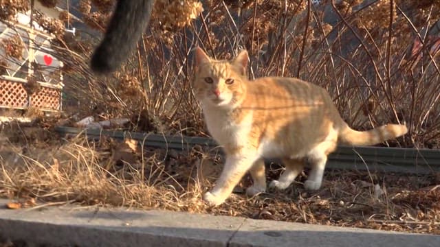 하트 장식이 있는 카페 근처를 탐험하는 고양이들