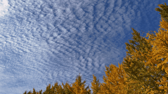흩어진 구름과 가을 나무가 있는 푸른 하늘