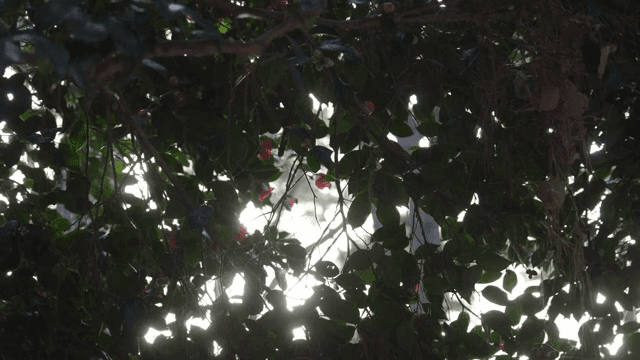 Sunlight filtering through dense foliage