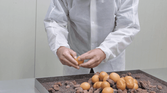Worker peeling baked maekbanseok eggs