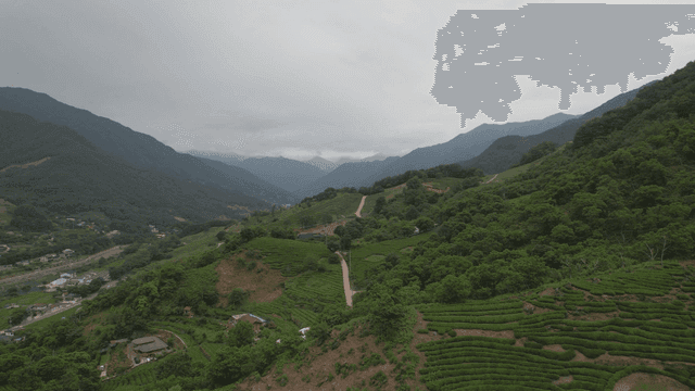 푸른 녹차밭의 산골짜기