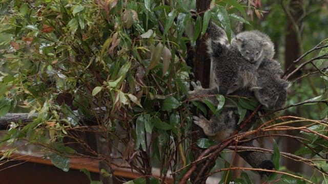 Koalas clinging to a tree branch