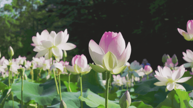 Lotus flowers blooming in a garden