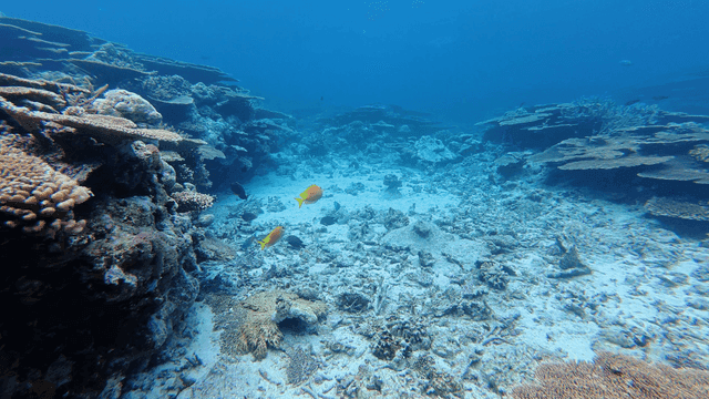 Underwater sea with fish and coral reefs