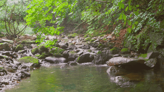 바위가 있는 고요한 숲 속 개울