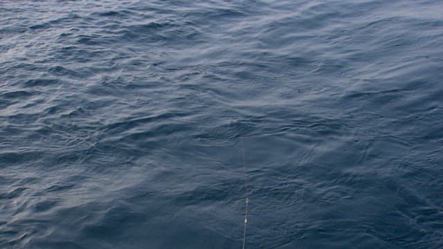 Fish swimming in the clear ocean