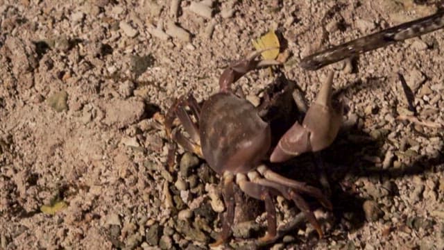 모래 해변 위의 코코넛크랩