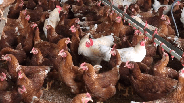 A large indoor chicken farm with many hens