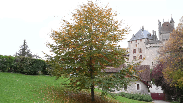 Trees in front of historic European castles