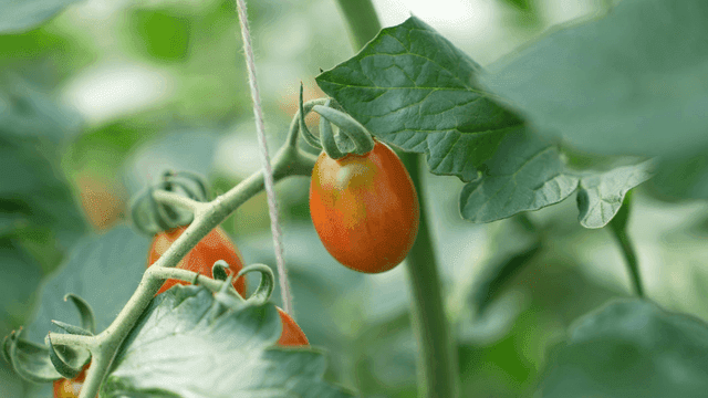 Orange cherry tomatoes grown in greenhouse
