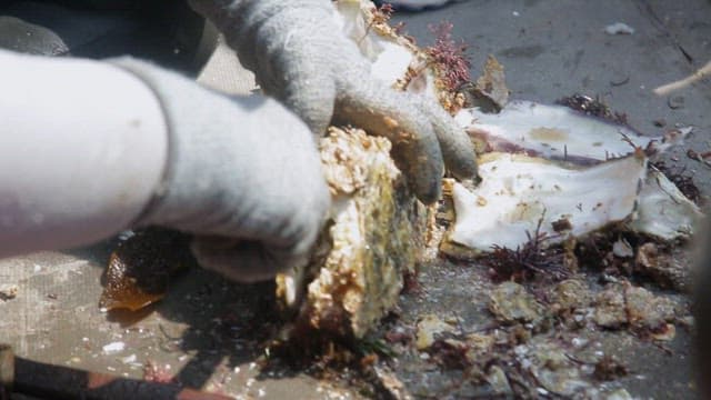 신선한 굴을 열어 내용물을 확인하는 장면