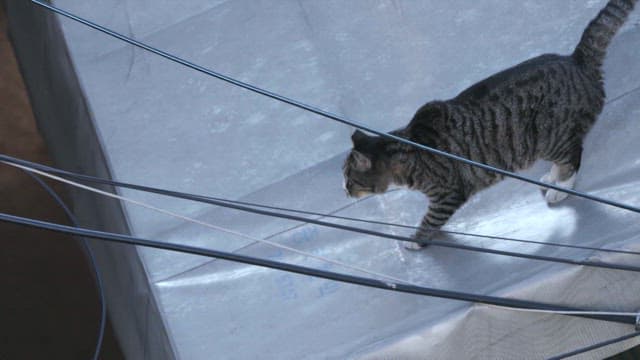 전선 사이를 탐색하는 고양이