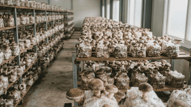 Mushrooms growing on shelves in a farm