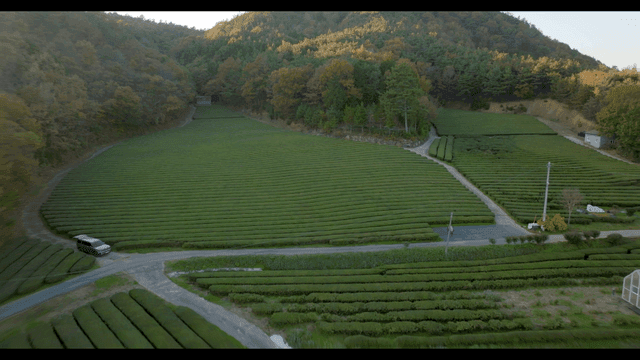 주변 숲이 있는 넓은 녹차 농장