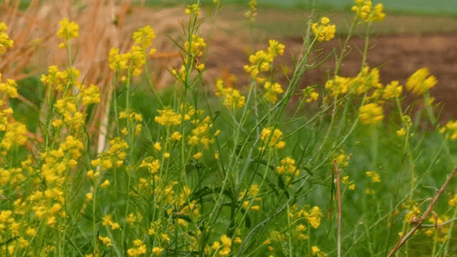 바람에 흔들리는 노란 야생화