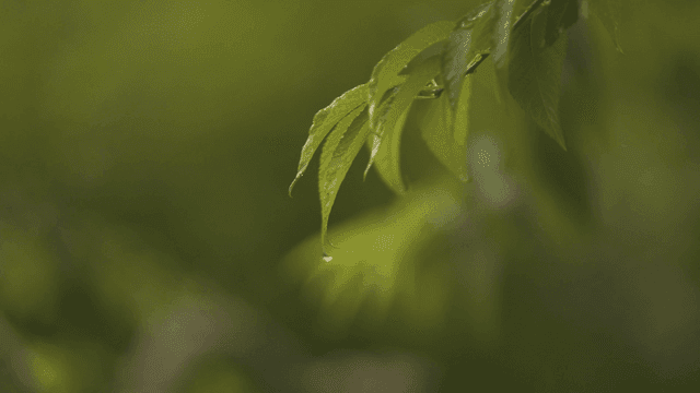 Tree leaves with water droplets