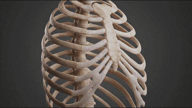 Detailed view of a human ribcage