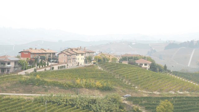 vineyard and houses in a rural landscape