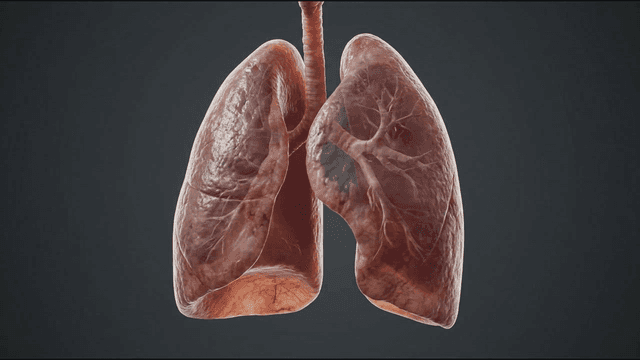 Detailed view of human lungs