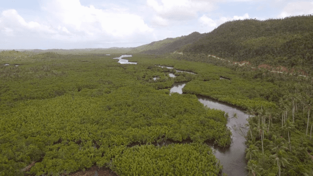 Lush green forest with winding river