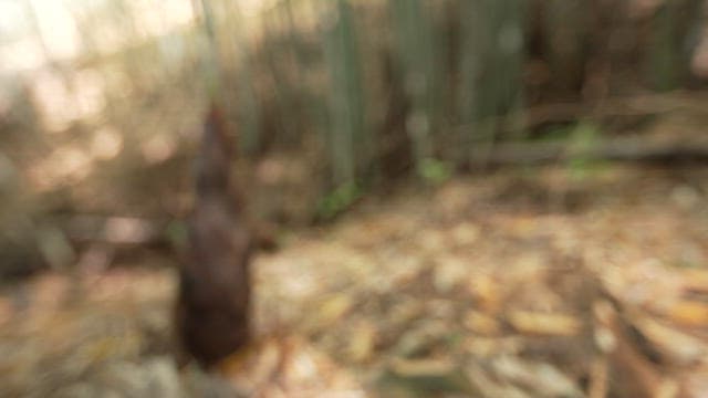 Bamboo shoots growing in a bamboo forest in sunlight