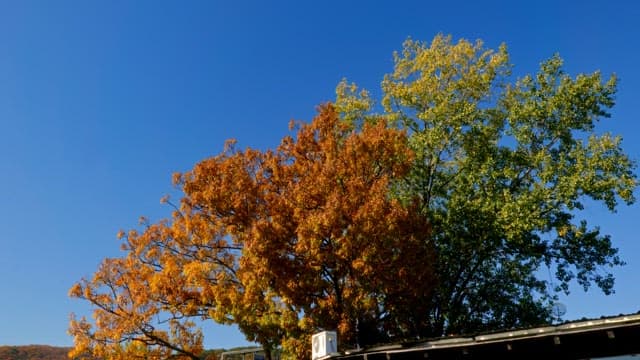 Autumn trees with vibrant leaves under a clear blue sky