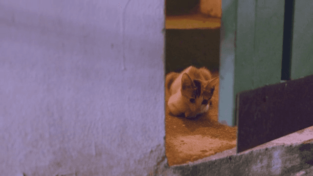 살짝 열린 문 옆에 쉬고 있는 고양이