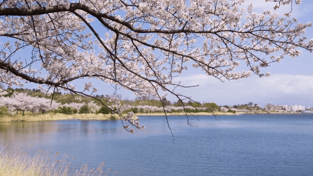 고요한 호수 옆 벚꽃