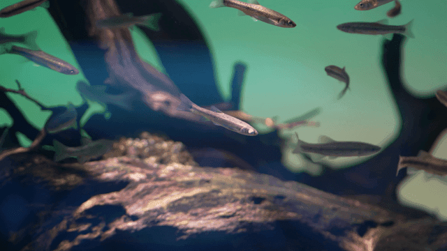 Minnows swimming around trees underwater