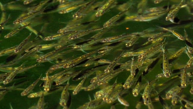 맑은 물에서 헤엄치는 작은 물고기 떼