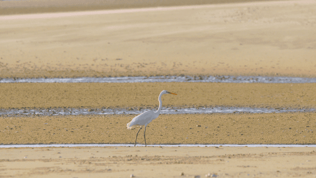 Egret walking on sandy beach