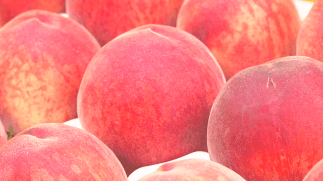 가까이 배열된 신선한 복숭아들