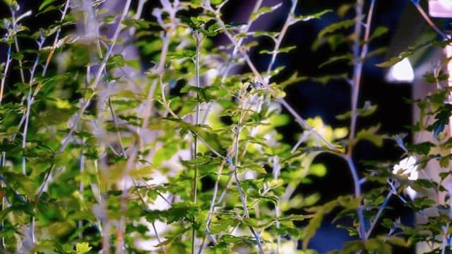 빛에 비친 초록 잎사귀