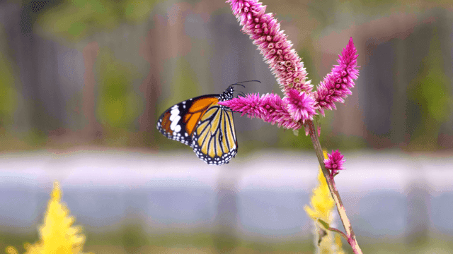 Butterfly on a vibrant pink flower