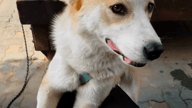 A friendly dog sitting on a person's lap