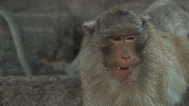 바위에 앉아 주위를 두리번거리는 원숭이