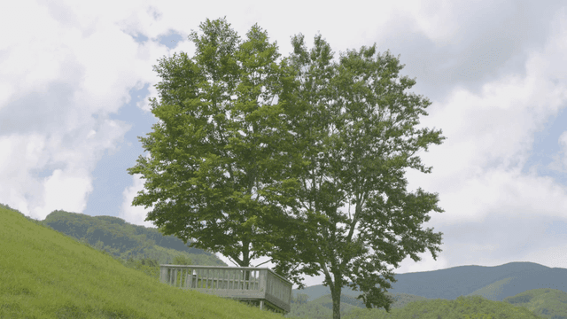 Wooden deck under two lush trees