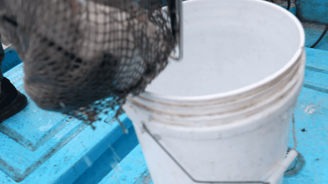Pufferfish being transferred from tank to bucket
