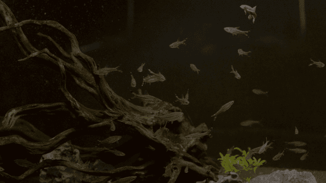Fish swimming in aquarium with driftwood