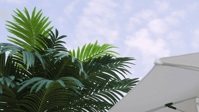 Green palm leaves under a clear sky