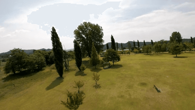 Serene park with tall trees and grass