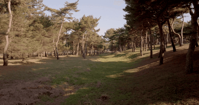 햇살이 비치는 고요한 숲