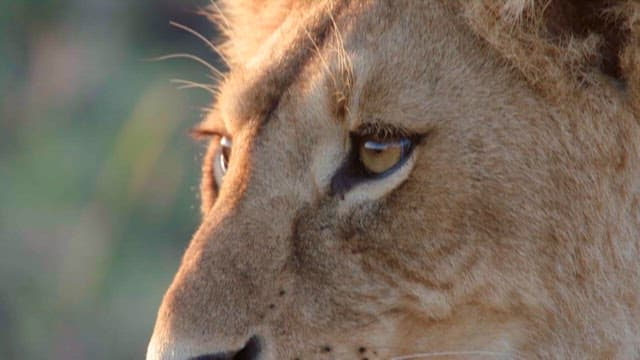 사자의 강렬한 눈빛 클로즈업