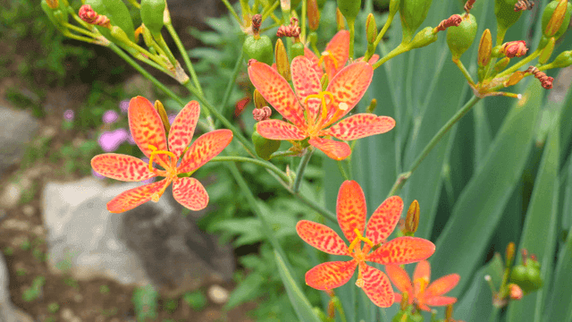 정원에 있는 생생한 주황색 꽃들