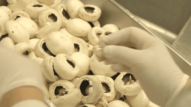 Gloved hands preparing shiitake mushrooms