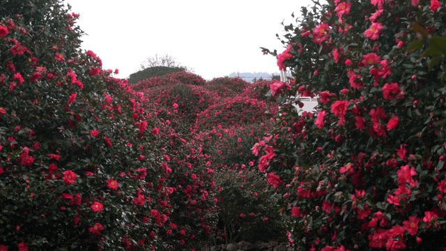 Pink camellias blooming all over garden